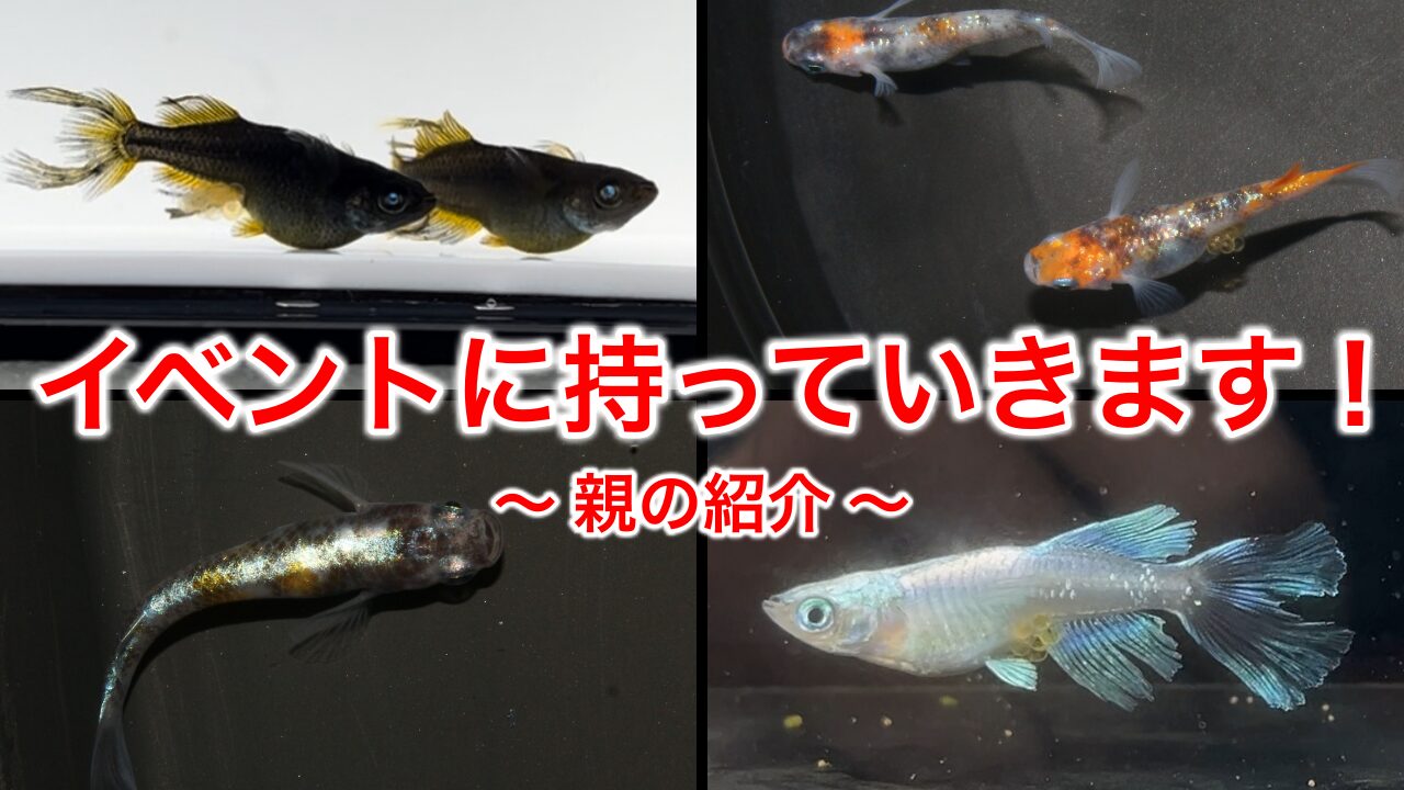 タオめだか】2024年度の今飼育しているメダカの品種を紹介します 