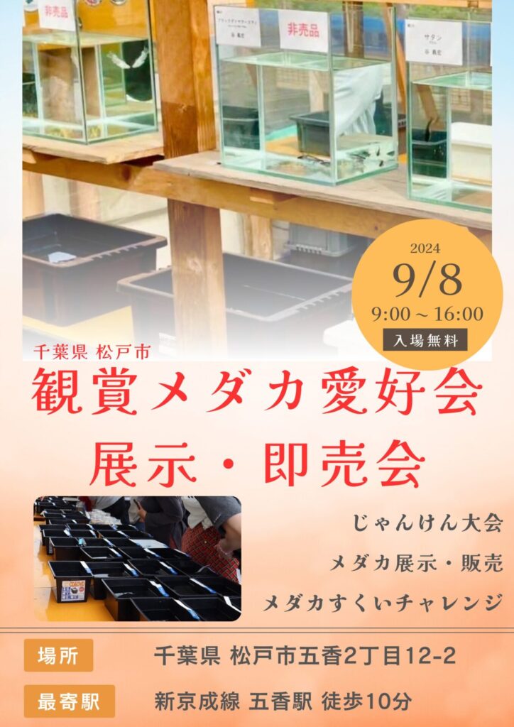 2024年千葉県松戸市鑑賞メダカ愛好会のめだか展示&即売会のお知らせ 