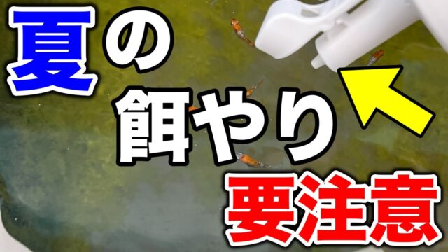  【夏のメダカ飼育】餌を与えるオススメの回数と量の目安を紹介します！