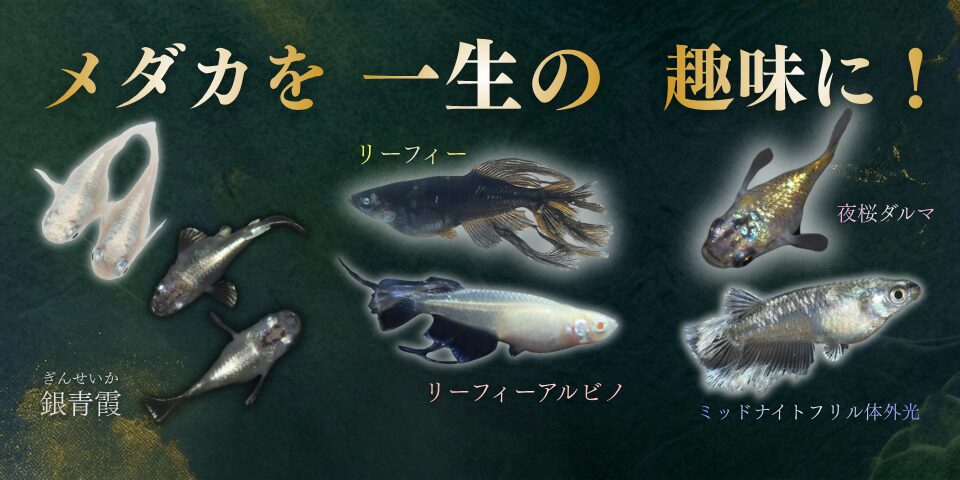 養魚場の様子