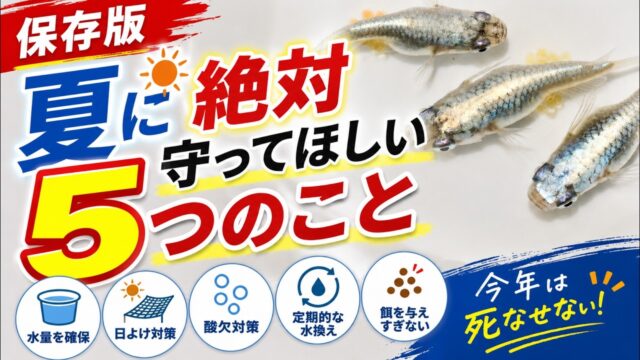 【保存版】夏にメダカを死なせないために絶対に守って欲しい5つのこと！餌やりのコツも紹介！