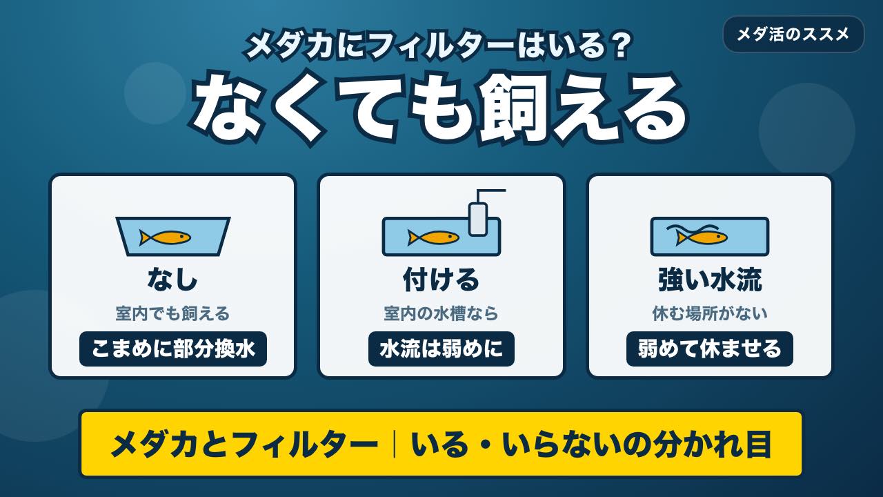 メダカにフィルターは必要？なくても飼える条件と、付けるなら水流を弱く