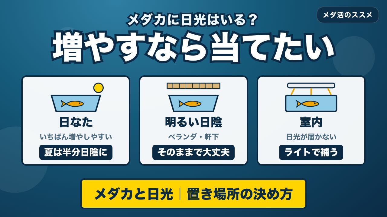 メダカに日光は必要？直射日光・日陰・窓越し・室内での置き場所の決め方