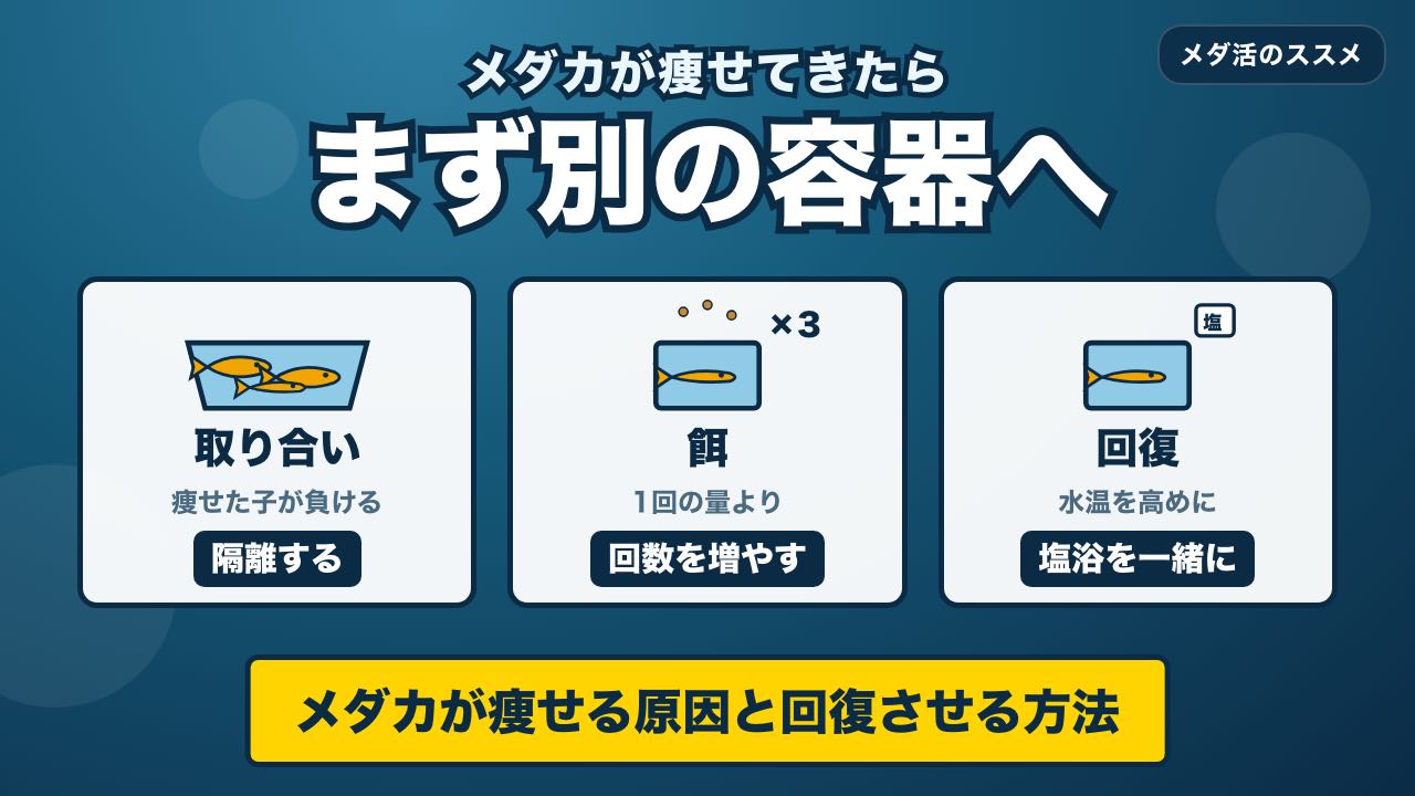 メダカが痩せる原因と回復させる方法｜隔離・餌の回数・塩浴