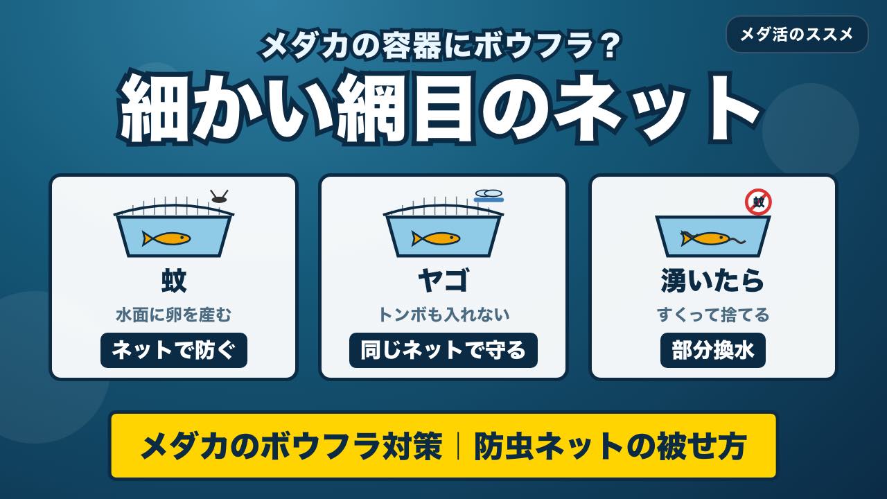 メダカの容器にボウフラが湧いたら？防虫ネットの被せ方と、蚊取り線香を使わない理由
