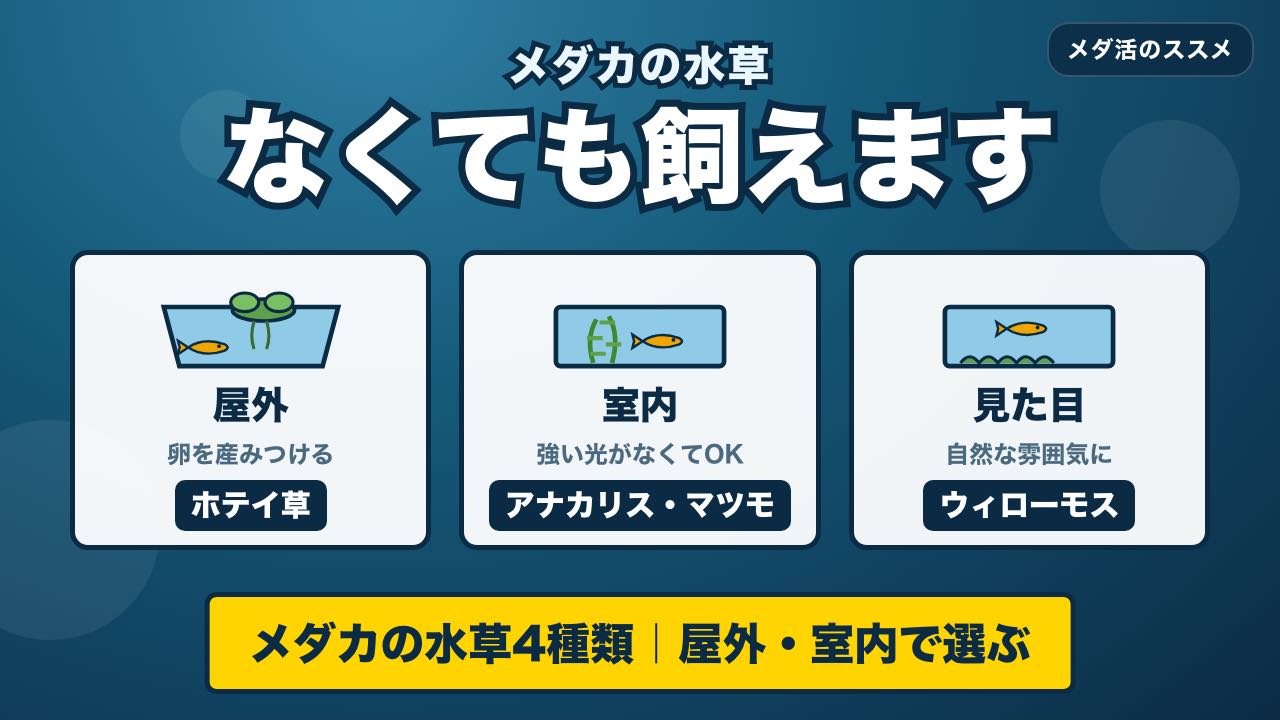 メダカの水草の比較｜屋外・室内で選ぶ4種類と、入れる前に知っておくこと