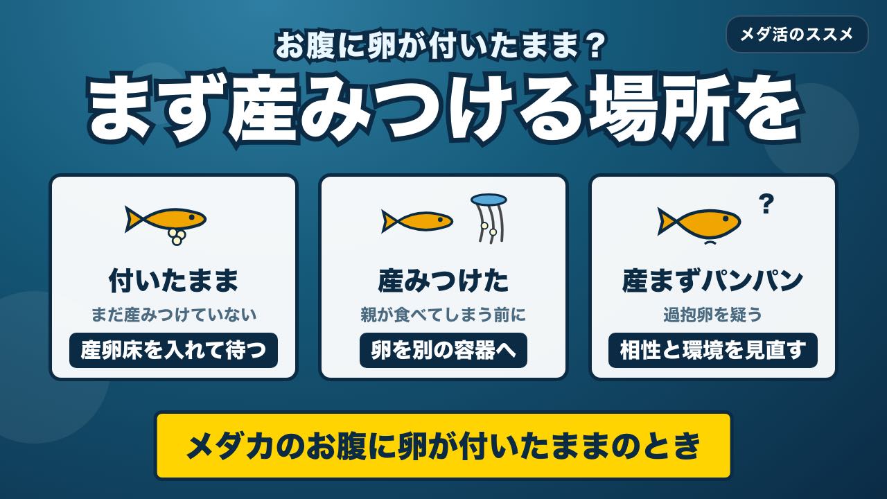 メダカのお腹に卵が付いたままのときの対処